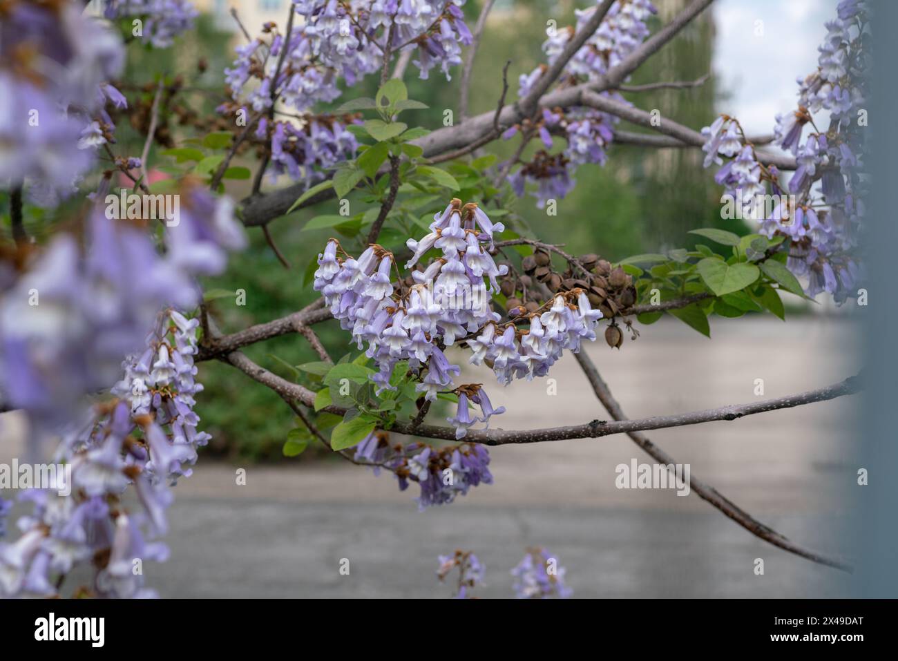 fleurs violettes en grappes comme des cloches, de la plante paulownia, avec croissance rapide, feuilles larges. Il est classé comme une plante qui absorbe beaucoup de CO2 A. Banque D'Images