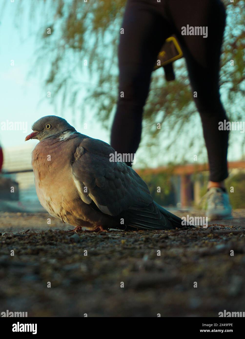 Gros plan d'un pigeon sur un sentier pédestre avec un humain en arrière-plan Banque D'Images Gros plan d'un pigeon sur un sentier pédestre avec un humain en arrière-plan Banque D'Images
