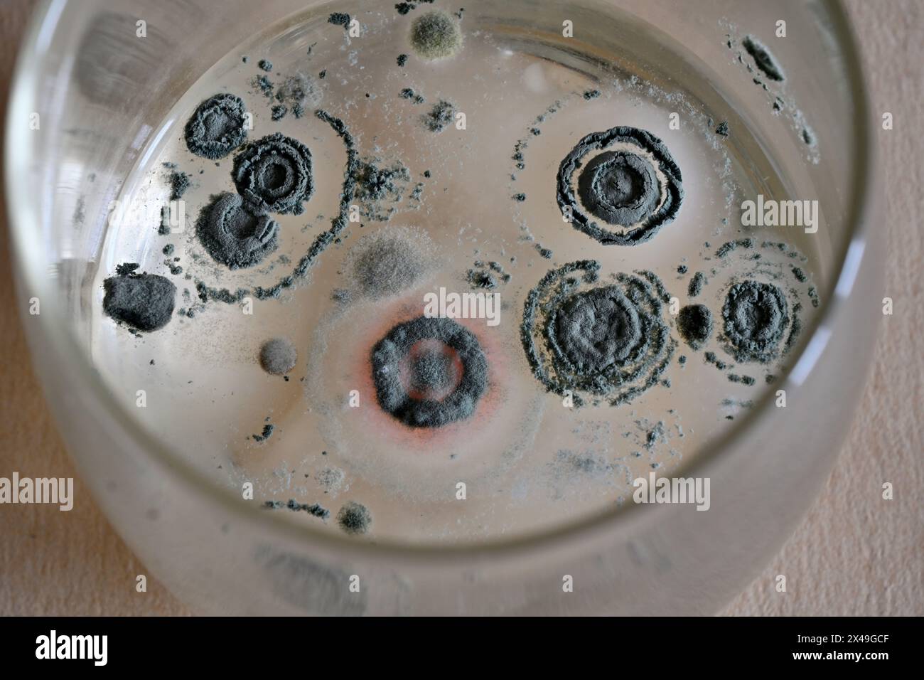 Regarder vers le bas dans le verre à boire qui a des colonies de bactéries ou de moisissures qui poussent sur le dessus de la boisson à la limonade Banque D'Images