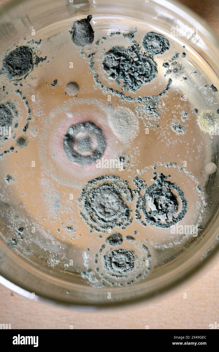 Regarder vers le bas dans le verre à boire qui a des colonies de bactéries ou de moisissures qui poussent sur le dessus de la boisson à la limonade Banque D'Images