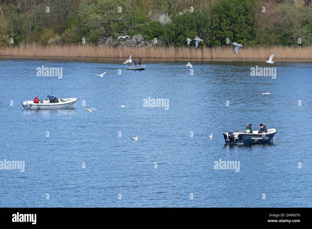 Mouettes, bateaux, gens, pêche au hareng près de Kappeln, Schlei, Schleswig-Holstein, Allemagne Banque D'Images