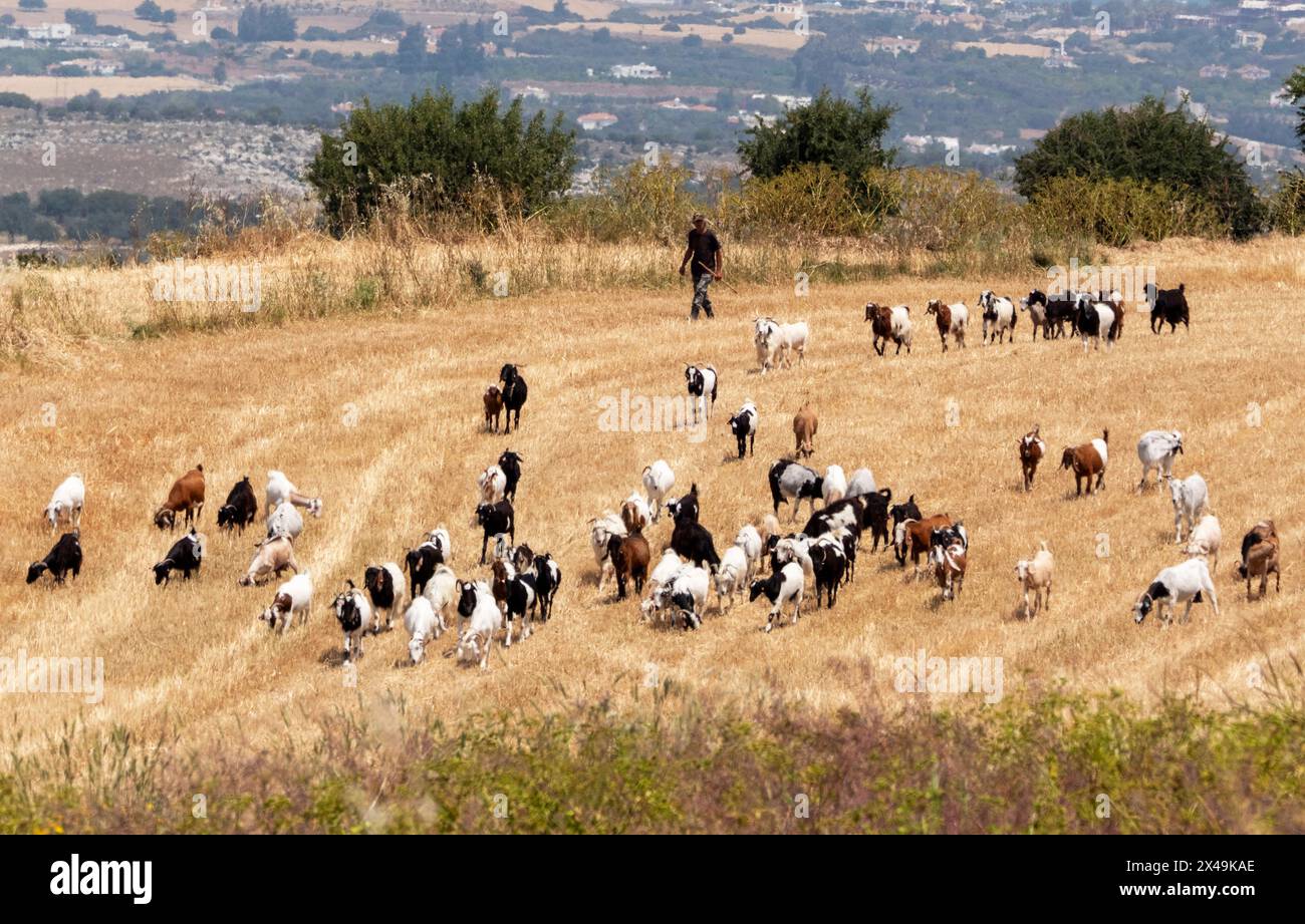 Berger de chèvres d'élevage, Droushia, région de Paphos, Chypre Banque D'Images