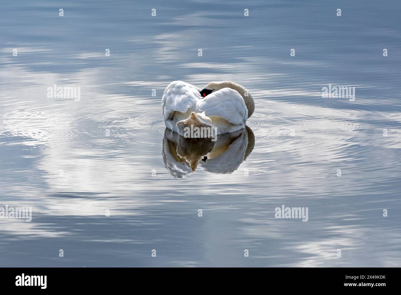 Cygne muet (Cygnus olor) endormi, eau, Goldhöft, Nieby, Schleswig-Holstein, Allemagne Banque D'Images