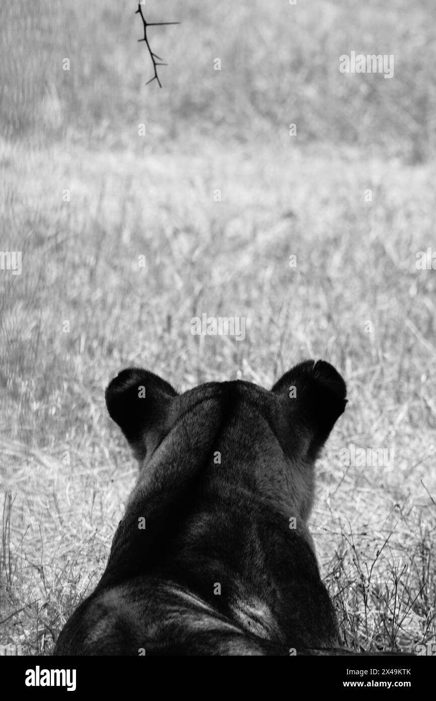B&W Lion attendant patiemment Banque D'Images