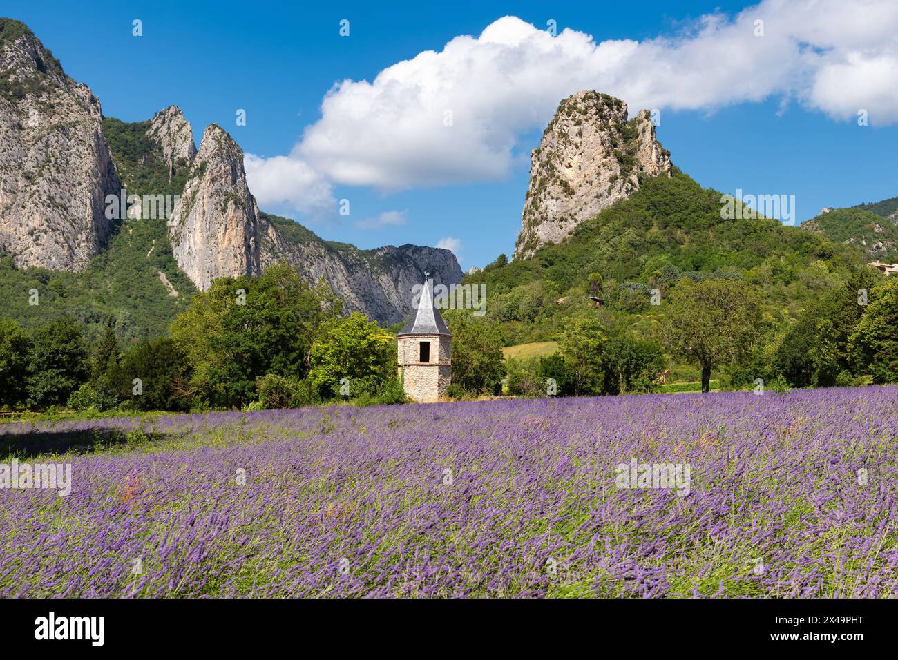 Champs de lavande en été avec montagnes près du village de Saou dans le département de la Drôme. France Banque D'Images