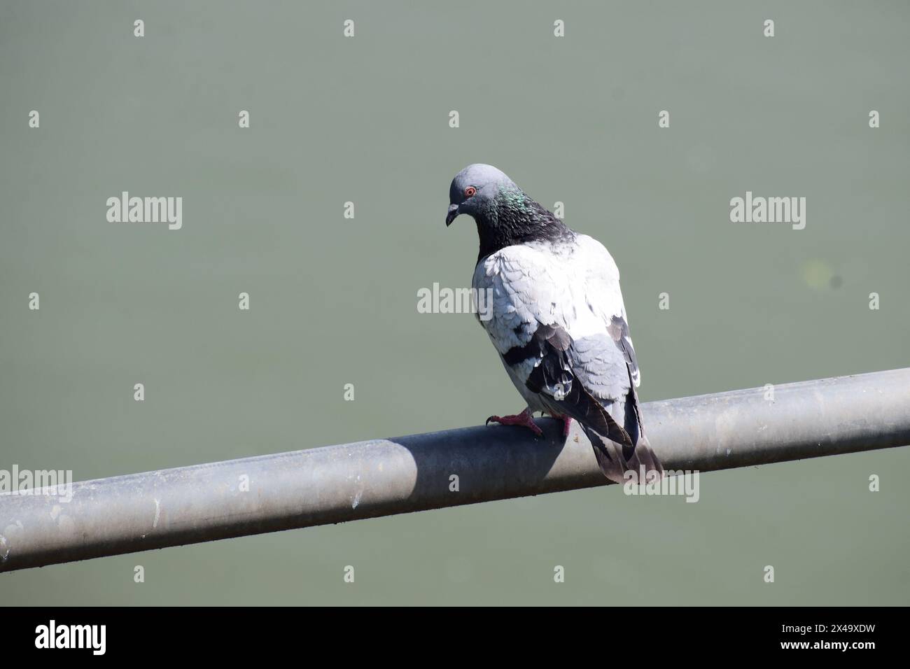 pigeon sur une corde Banque D'Images