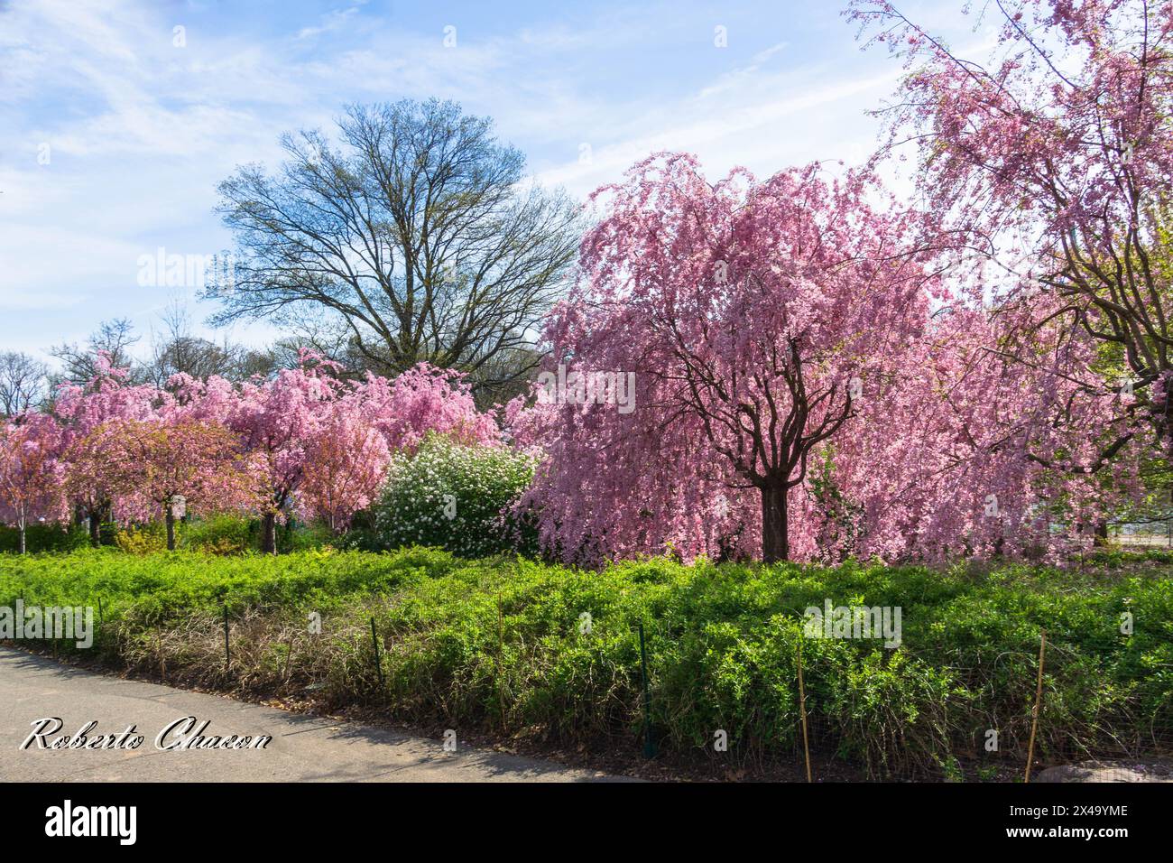 Cherry Blossom Tree à Branch Brook Park, Newark, NJ Banque D'Images