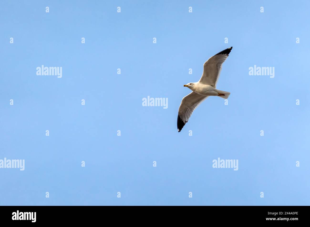 Seagull volant avec fond de ciel bleu. ciel et oiseau vue de bas en haut paysage Banque D'Images