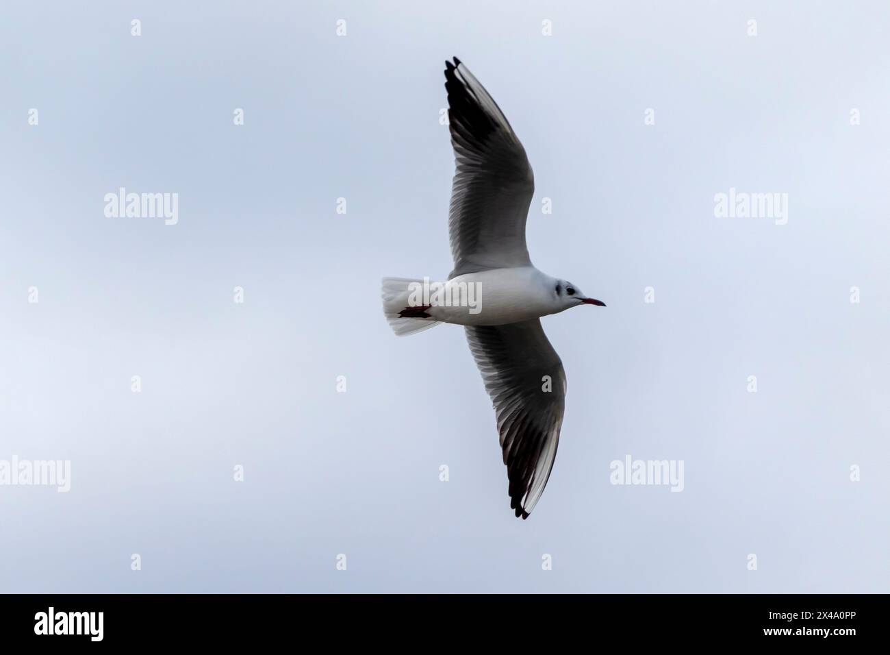 Seagull volant avec fond de ciel bleu. ciel et oiseau vue de bas en haut paysage Banque D'Images