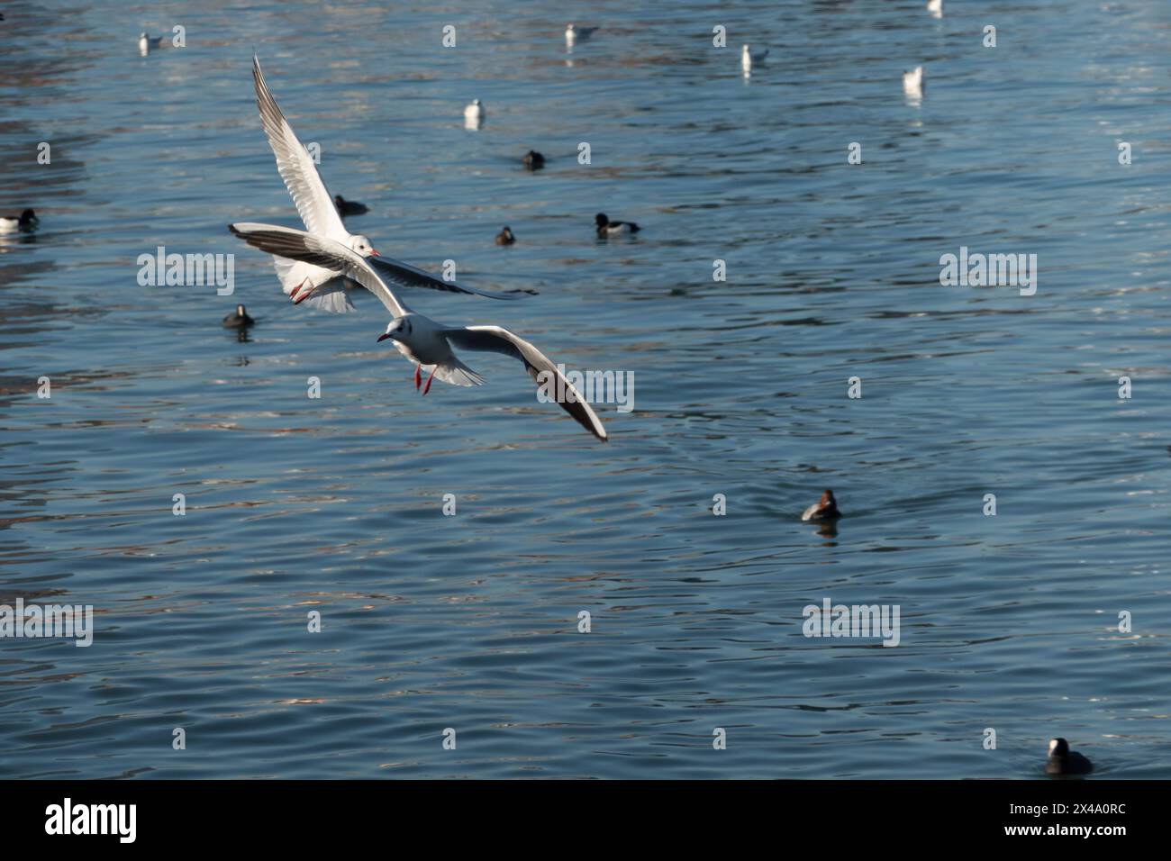 Seagull volant avec fond de ciel bleu. ciel et oiseau vue de bas en haut paysage Banque D'Images