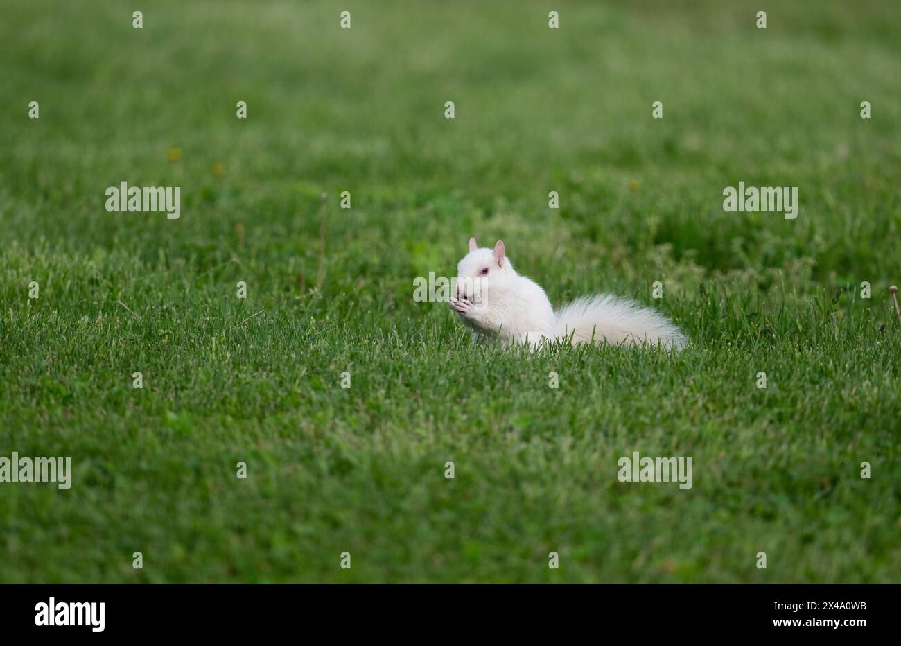 Un écureuil gris albinos de l'est dans l'herbe verte dans le parc de la ville à Olney, Illinois. La ville est connue pour sa population d'écureuils blancs. Banque D'Images