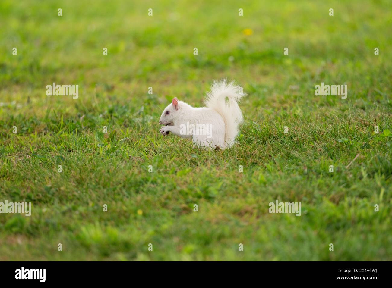 Un écureuil gris albinos de l'est dans l'herbe verte dans le parc de la ville à Olney, Illinois. La ville est connue pour sa population d'écureuils blancs. Banque D'Images