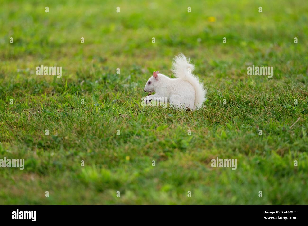 Un écureuil gris albinos de l'est dans l'herbe verte dans le parc de la ville à Olney, Illinois. La ville est connue pour sa population d'écureuils blancs. Banque D'Images