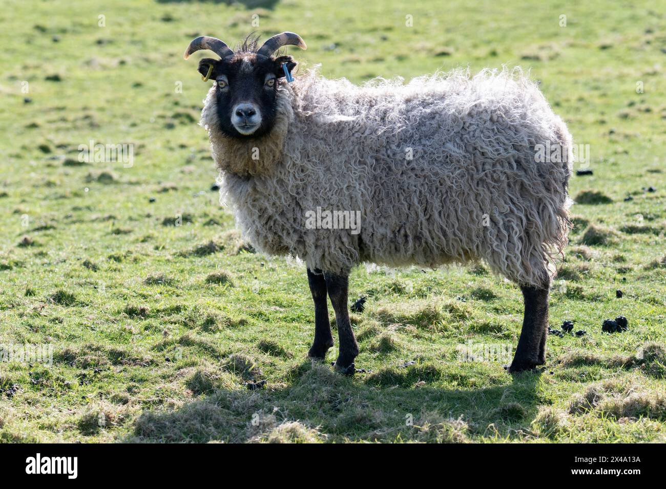 Les moutons de North Ronaldsay existent principalement sur les algues varech car ils sont confinés au rivage par un mur de pierre construit autour du périmètre de l'île Banque D'Images