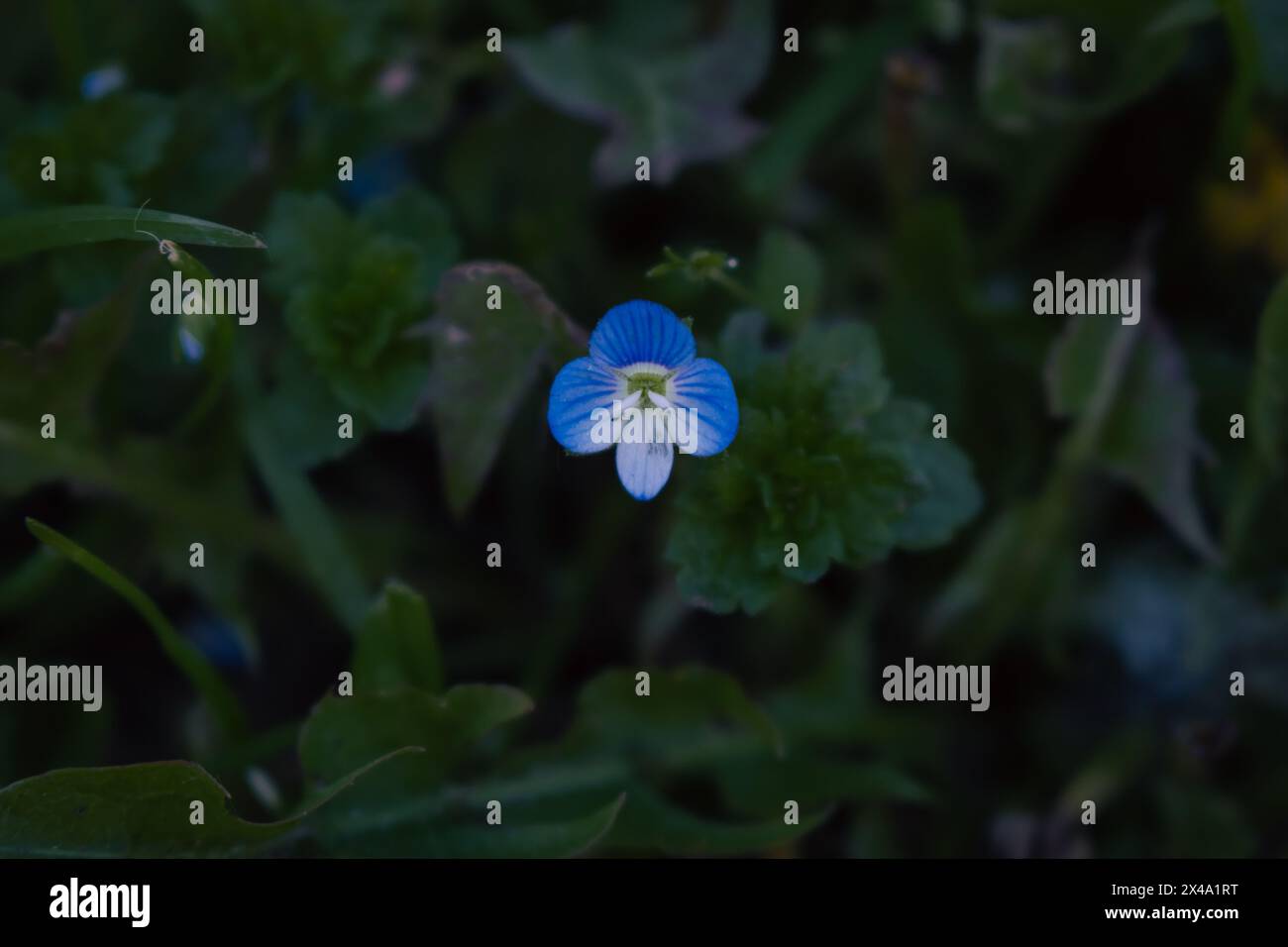 Petite fleur bleue dans l'herbe vert profond. Petite fleur en fleur. Nature printanière. Beauté de la nature. Fleur de jardin élégante. Tendresse de la nature. Banque D'Images