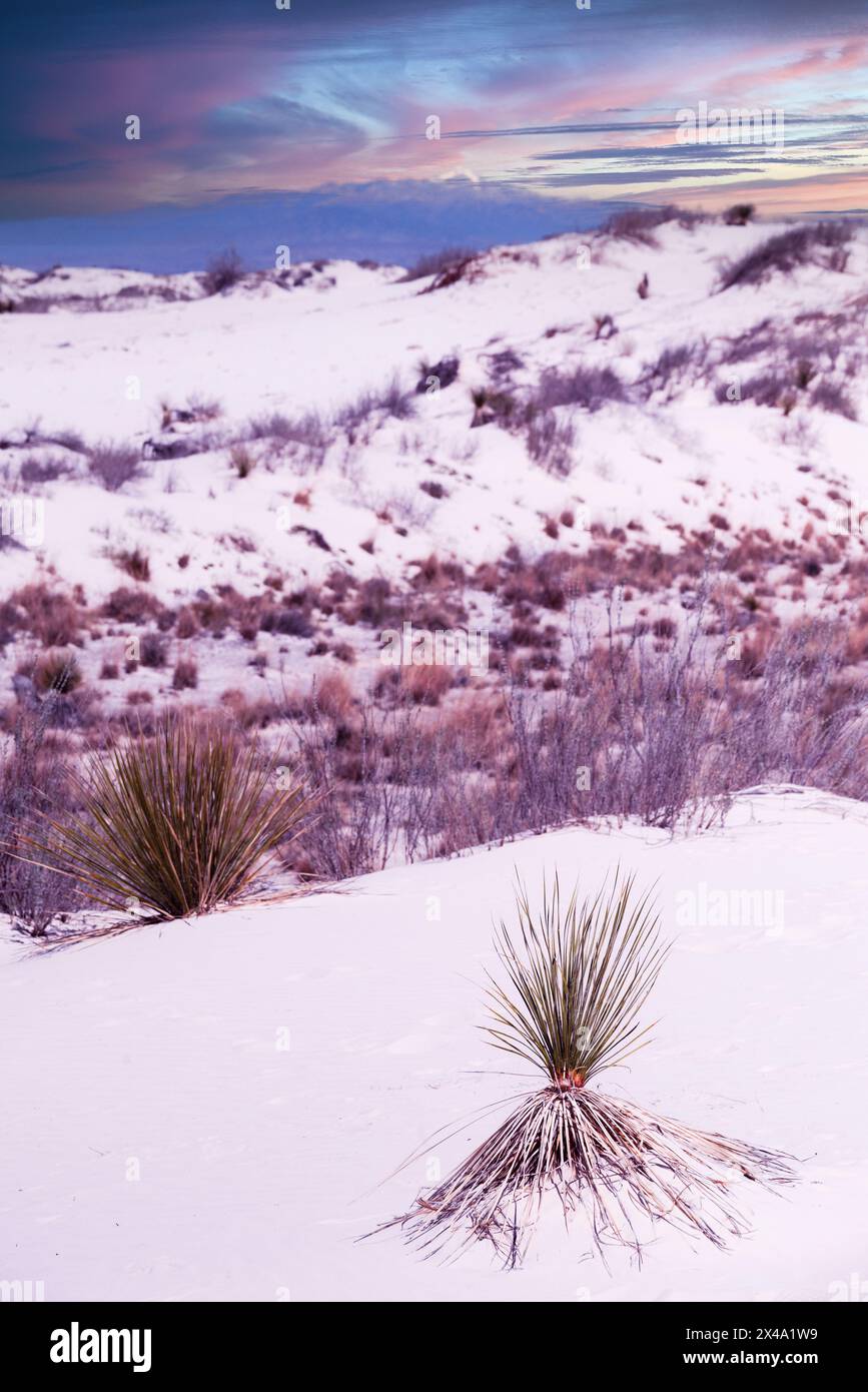 La plante Yucca, l'usine officielle du Nouveau-Mexique, lutte pour survivre dans le désert de dunes de gypse du parc national de White Sands, Alamogordo, NOUVEAU-MEXIQUE, États-Unis Banque D'Images