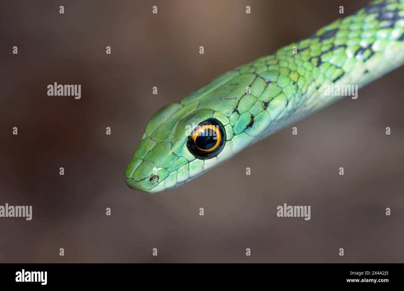 Gros plan d'un mignon serpent tacheté d'arbuste adulte (Philothamnus semivariegatus) Banque D'Images