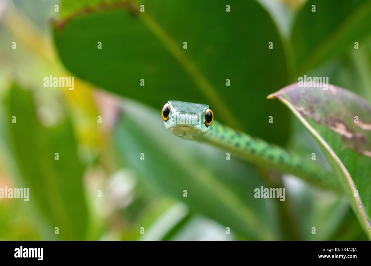 Gros plan d'un mignon serpent tacheté d'arbuste adulte (Philothamnus semivariegatus) Banque D'Images