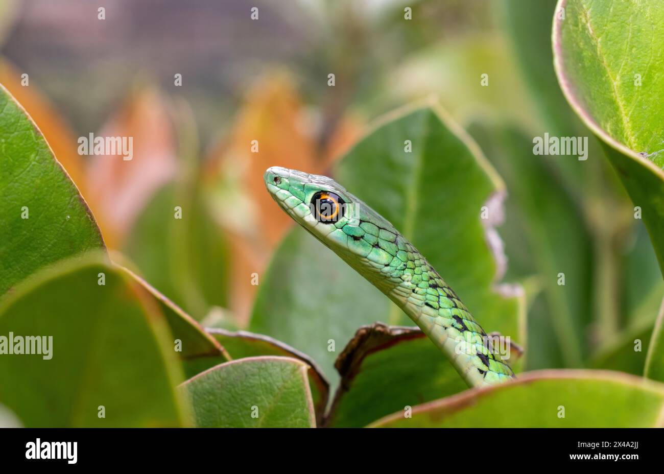 Gros plan d'un mignon serpent tacheté d'arbuste adulte (Philothamnus semivariegatus) Banque D'Images