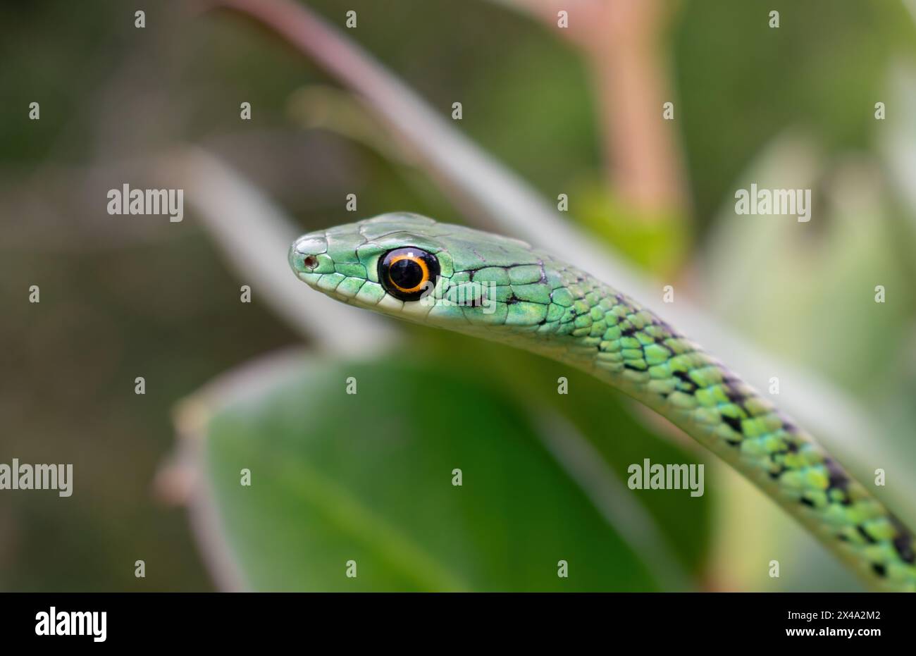 Gros plan d'un mignon serpent tacheté d'arbuste adulte (Philothamnus semivariegatus) Banque D'Images