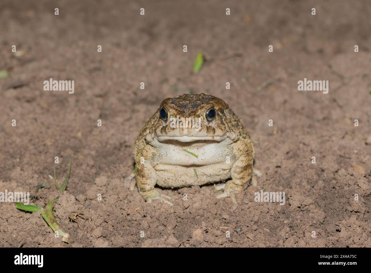Un beau crapaud guttural adulte (Amietophrynus gutturalis) Banque D'Images