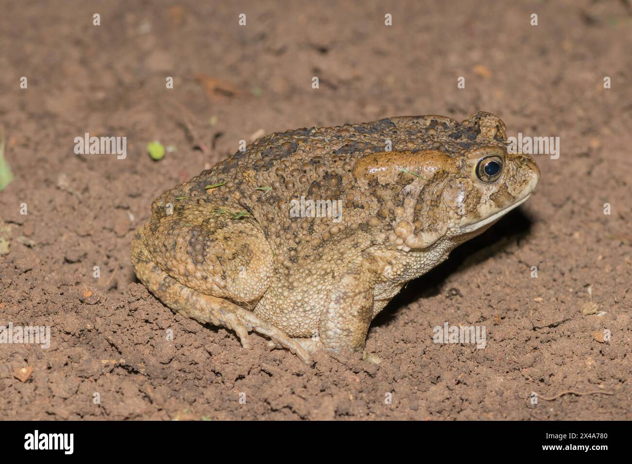 Un beau crapaud guttural adulte (Amietophrynus gutturalis) Banque D'Images