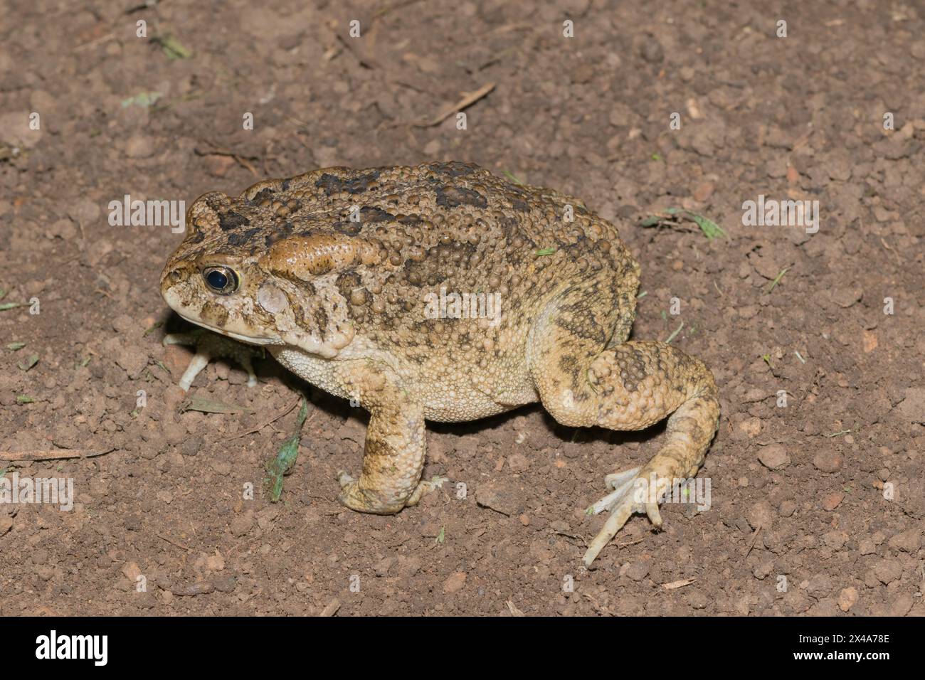 Un beau crapaud guttural adulte (Amietophrynus gutturalis) Banque D'Images