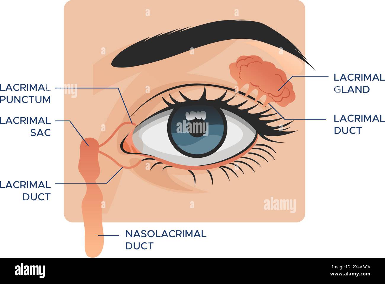 Anatomie de l'oeil - les glandes lacrymales - illustration stock en tant que fichier EPS 10 Illustration de Vecteur