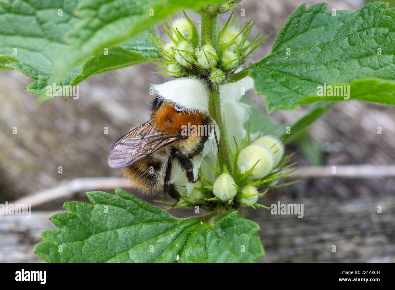 Abeille cardée commune (Bombus pascuorum) se nourrissant de nectar sur une fleur sauvage blanche d'ortie morte, Angleterre, Royaume-Uni Banque D'Images