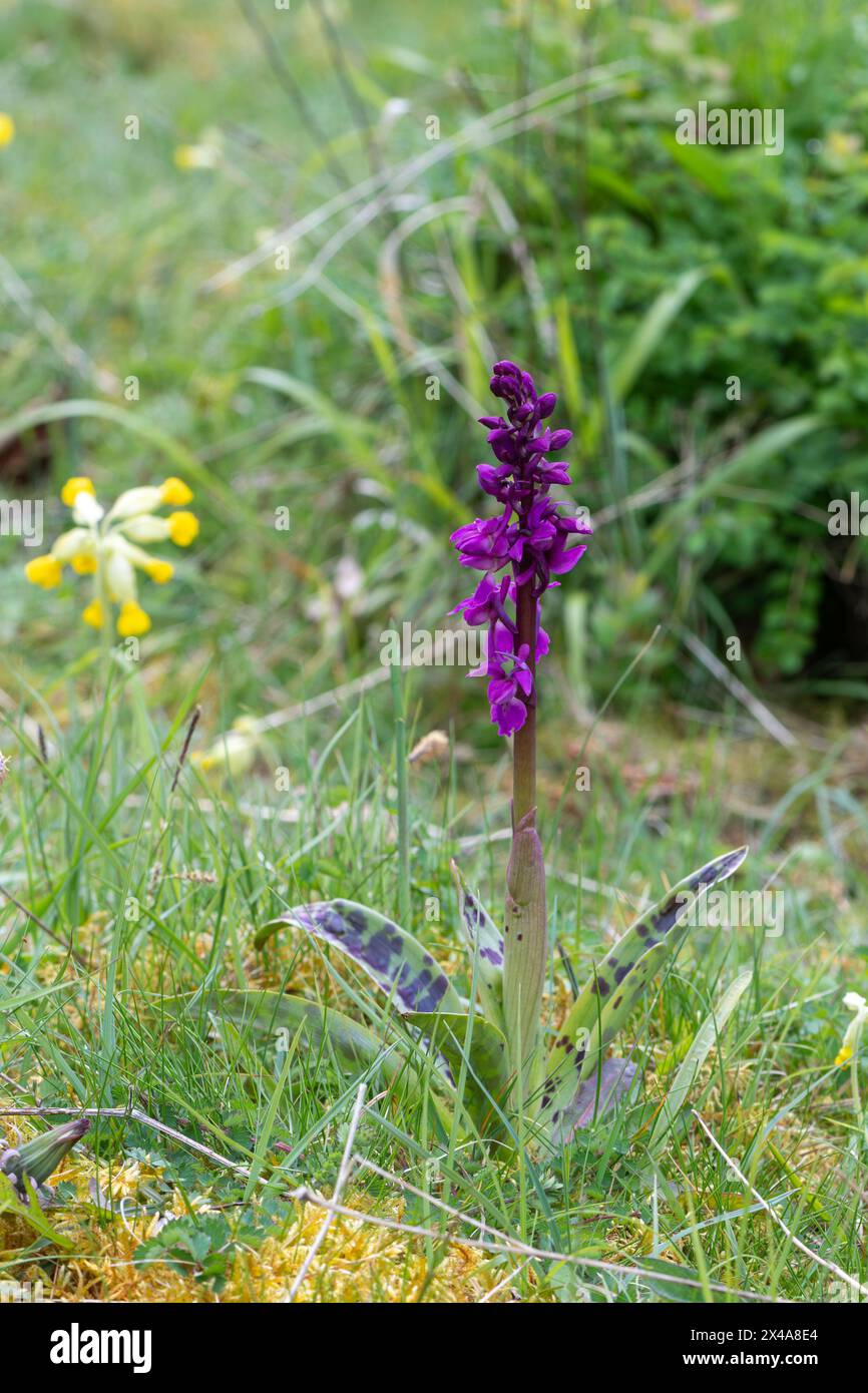 Orchidée pourpre précoce (Orchis mascula) montrant des feuilles tachetées fleurissant en avril ou au printemps sur les prairies de craie à Noar Hill, Hampshire, Angleterre, Royaume-Uni Banque D'Images