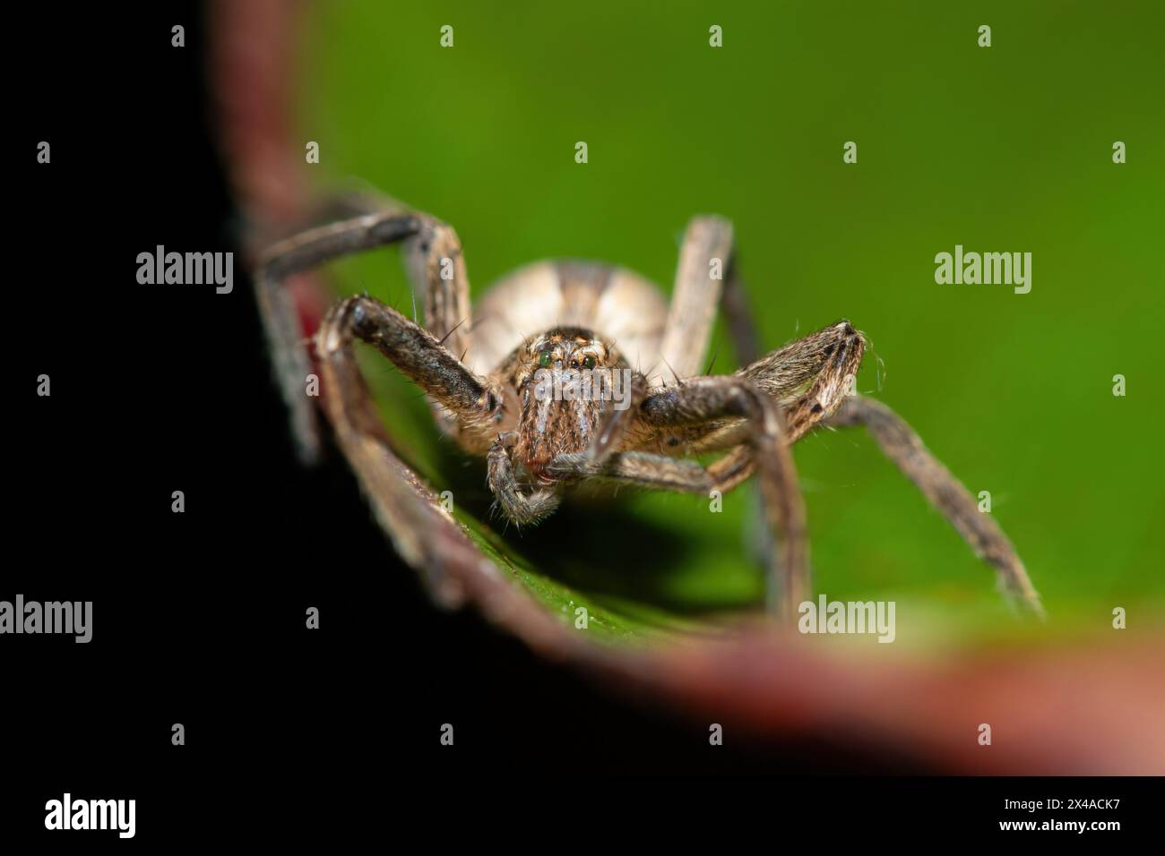 Gros plan d'une belle araignée chasseuse d'herbe africaine (Pseudomicrommata longipes) sur une feuille lors d'une chaude soirée d'été Banque D'Images