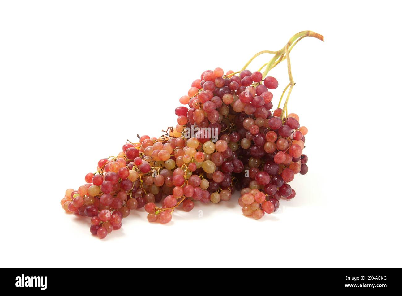 Bouquet de raisins de vin rose avec ombre douce isolé sur fond blanc. Banque D'Images