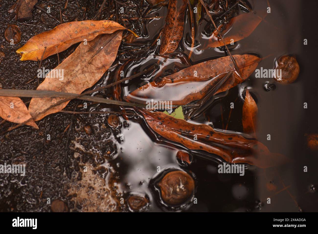 Macro gros plan, pourriture séchée, décomposition des feuilles mortes brunes dans l'eau et la texture du sol Banque D'Images
