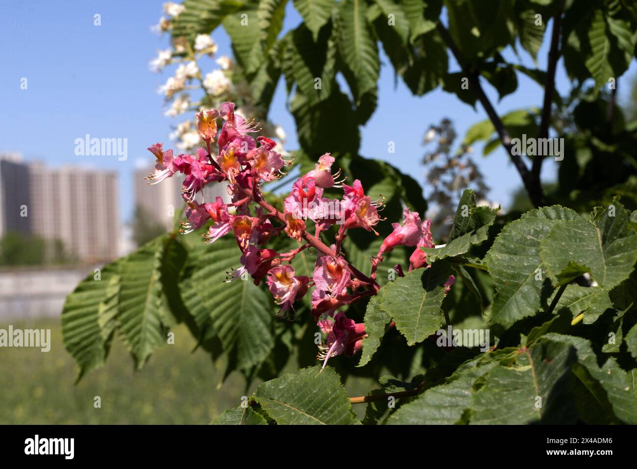 Châtaignier rouge. Les inflorescences colorées d'un arbre appelé châtaignier, l'une de ses variétés ornementales, sont généralement plantées dans les rues de la ville. Magnifique R Banque D'Images