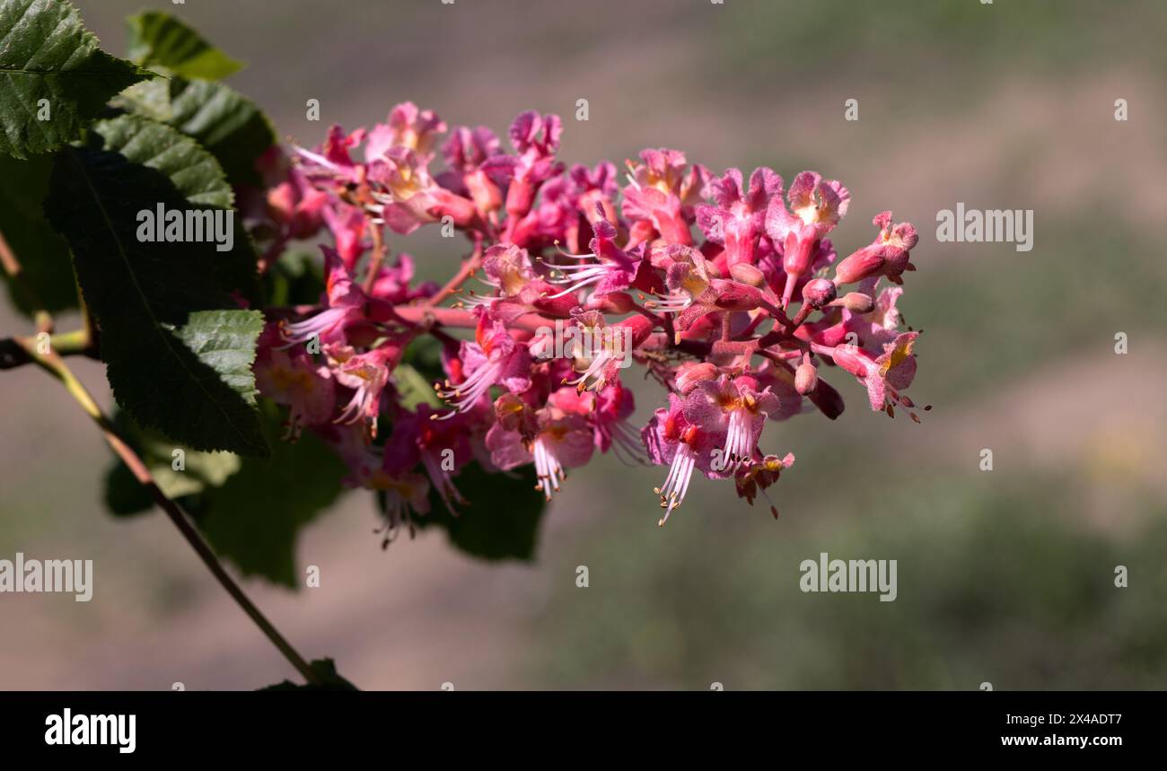 Châtaignier rouge. Les inflorescences colorées d'un arbre appelé châtaignier, l'une de ses variétés ornementales, sont généralement plantées dans les rues de la ville. Magnifique R Banque D'Images