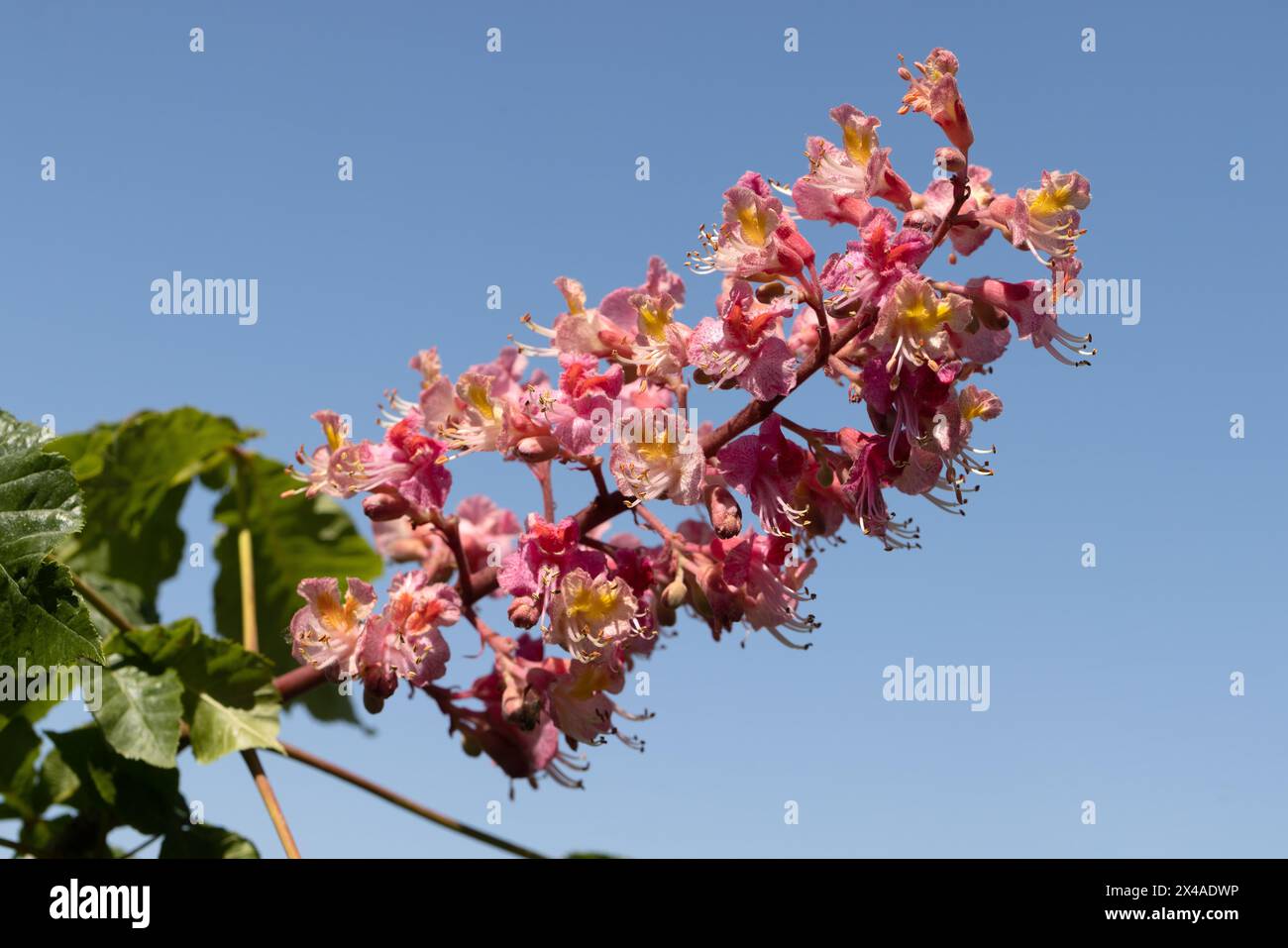 Châtaignier rouge. Les inflorescences colorées d'un arbre appelé châtaignier, l'une de ses variétés ornementales, sont généralement plantées dans les rues de la ville. Magnifique R Banque D'Images