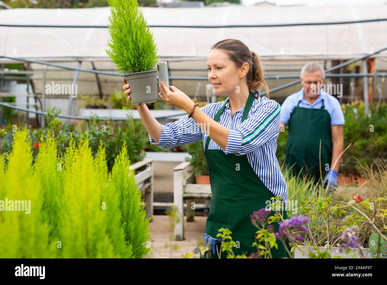 Femme botaniste inspirée prenant des photos de noms de plantes sur le téléphone dans la véranda Banque D'Images