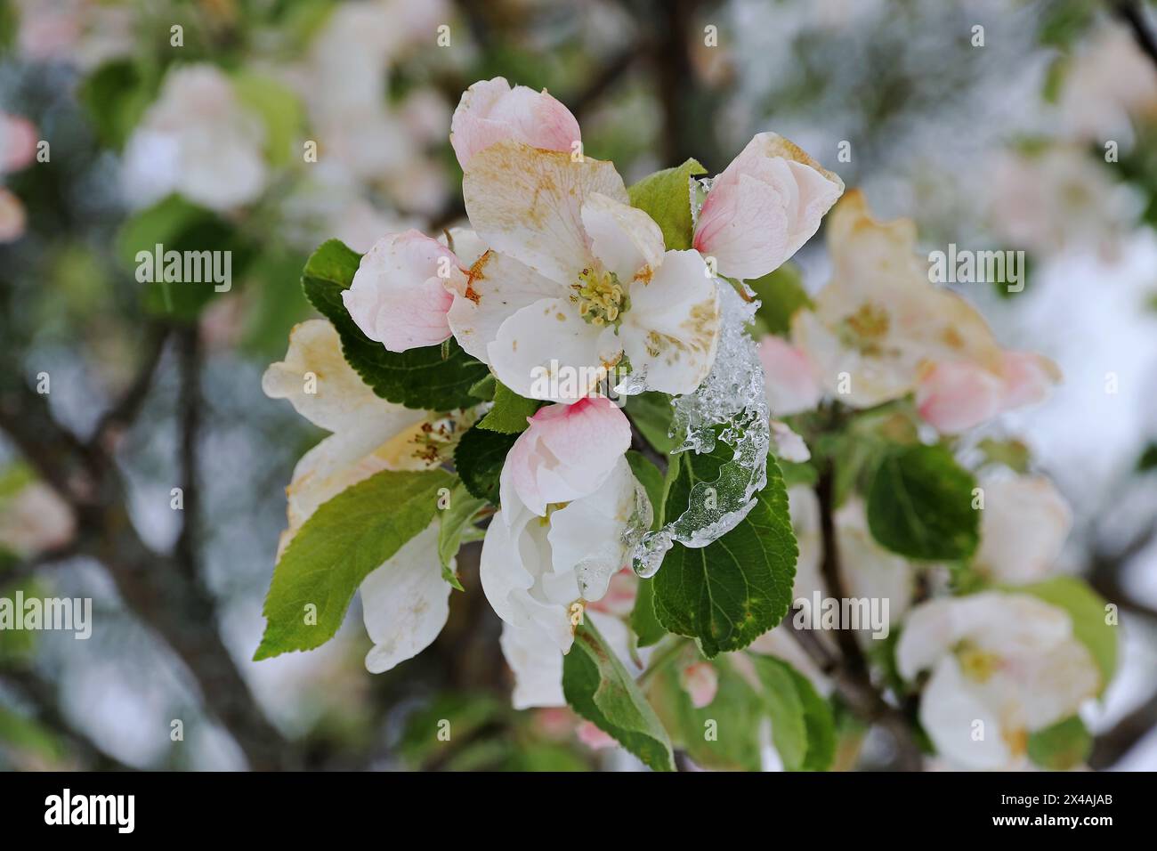 Les pommes fleurissent avec des flocons de neige et des glaçons. Le froid au printemps provoque le gel des fleurs de fruits. Banque D'Images