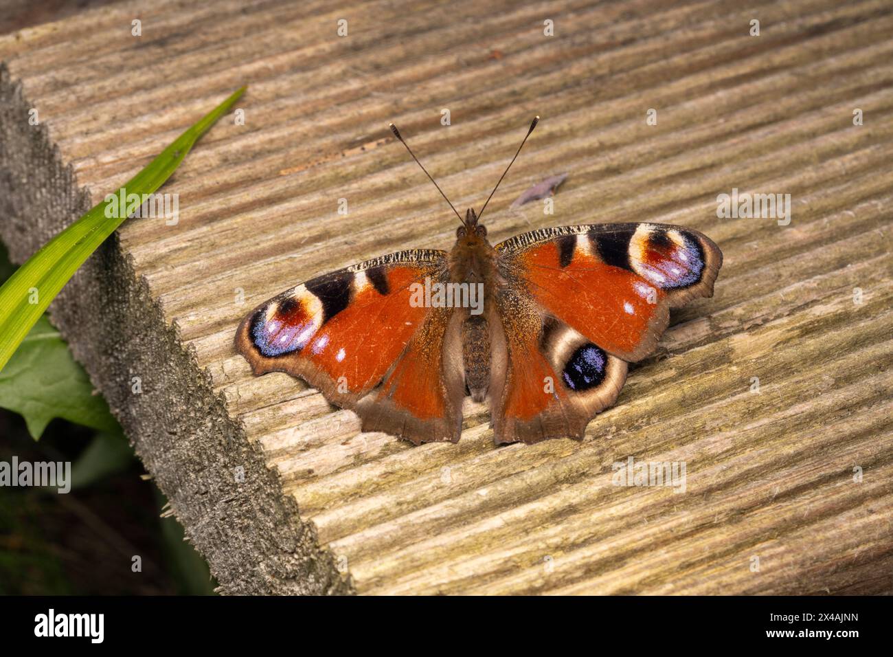 Aglais io famille Nymphalidae genre Aglais papillon paon européen papillon nature sauvage insecte photogaphie, image, papier peint Banque D'Images