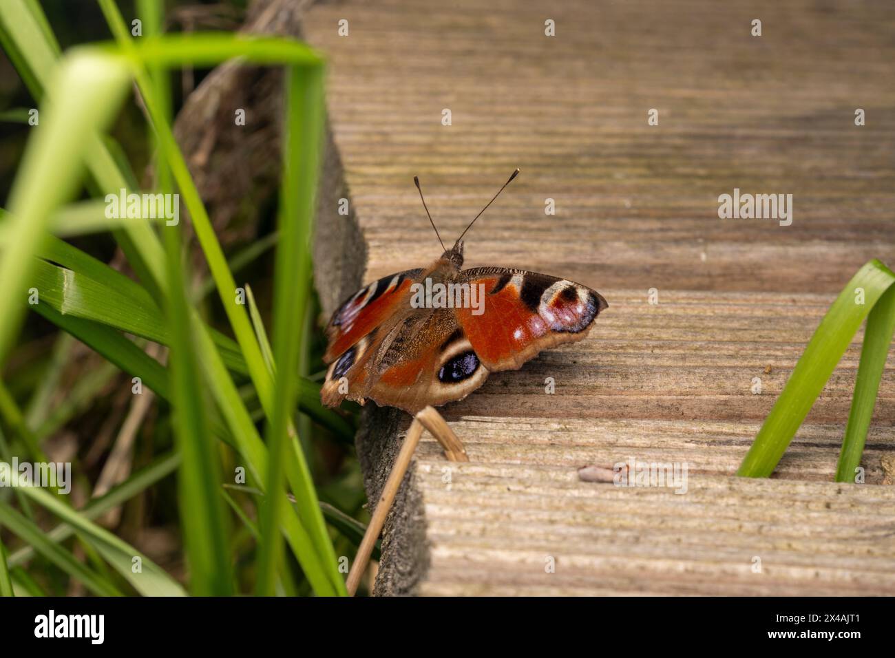 Aglais io famille Nymphalidae genre Aglais papillon paon européen papillon nature sauvage insecte photogaphie, image, papier peint Banque D'Images