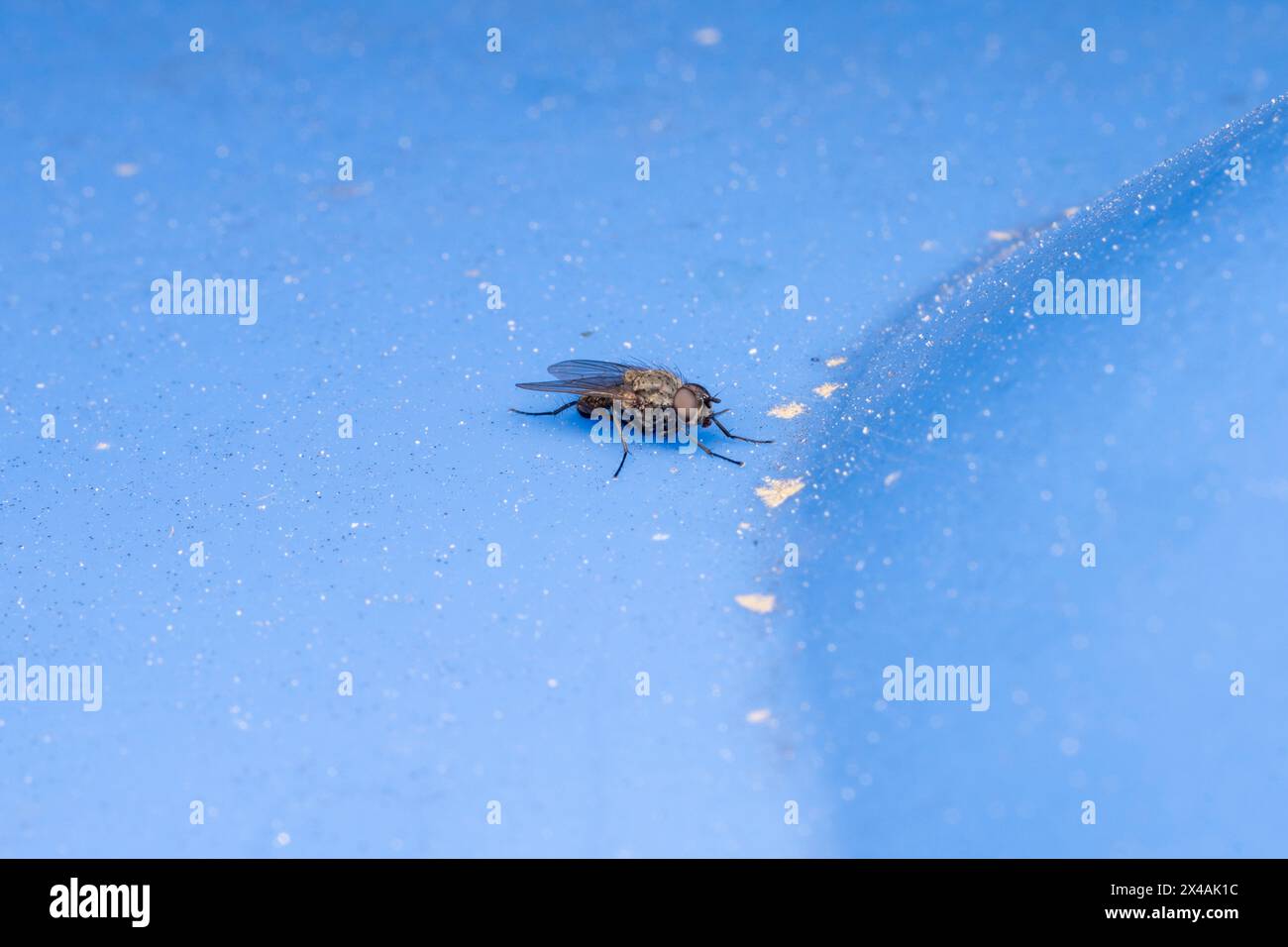 Famille Anthomyiidae Root-Maggot fly nature sauvage papier peint insecte, image, photographie Banque D'Images