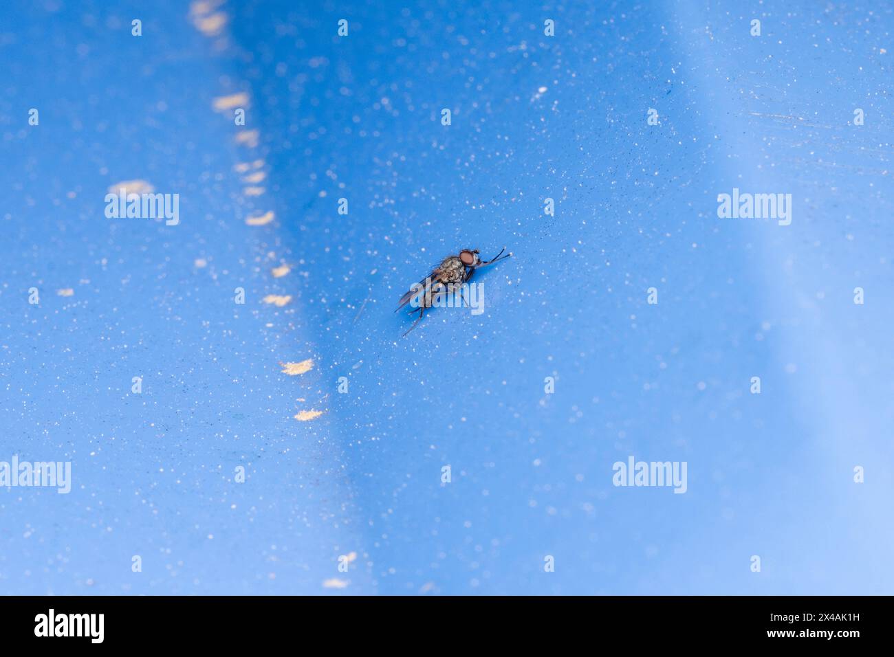 Famille Anthomyiidae Root-Maggot fly nature sauvage papier peint insecte, image, photographie Banque D'Images