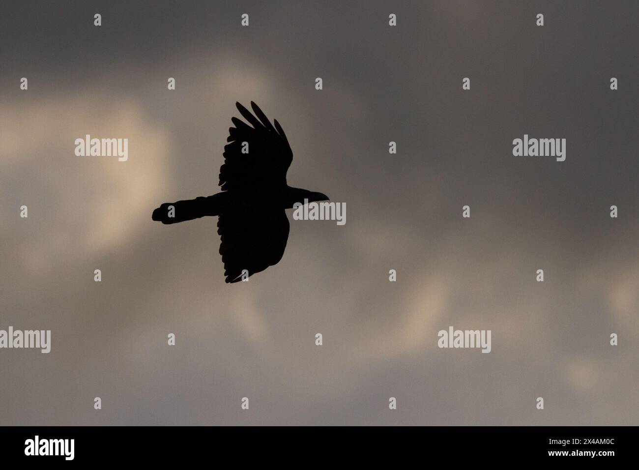 Un grand corbeau à bec ( Corvus macrorhynchos japonensis) flyinh en silhouette contre un ciel nuageux. Kanagawa, Japon. Banque D'Images