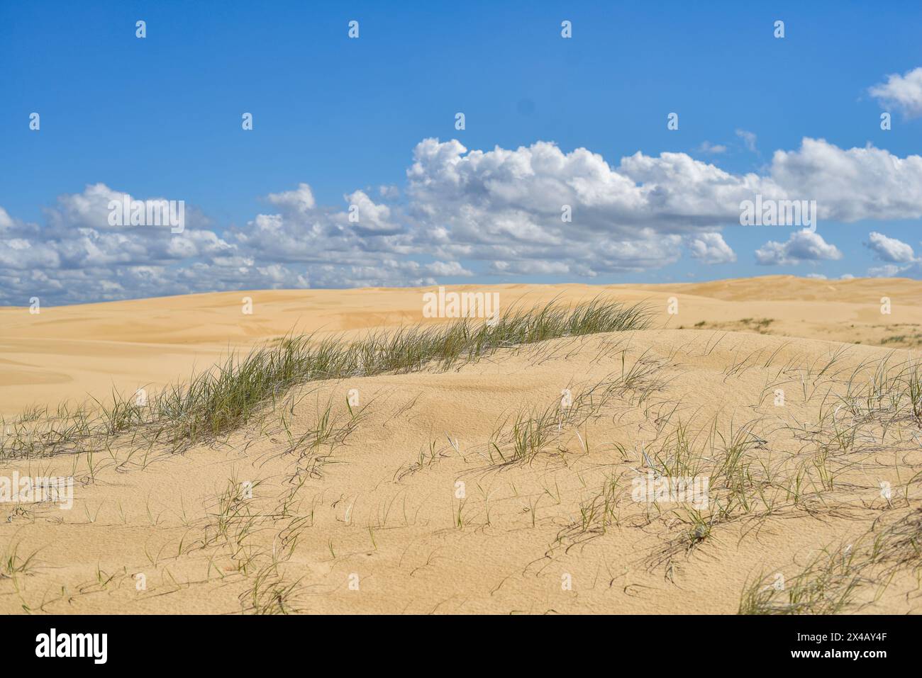 Grandes dunes de sable à Stockton Beach Banque D'Images