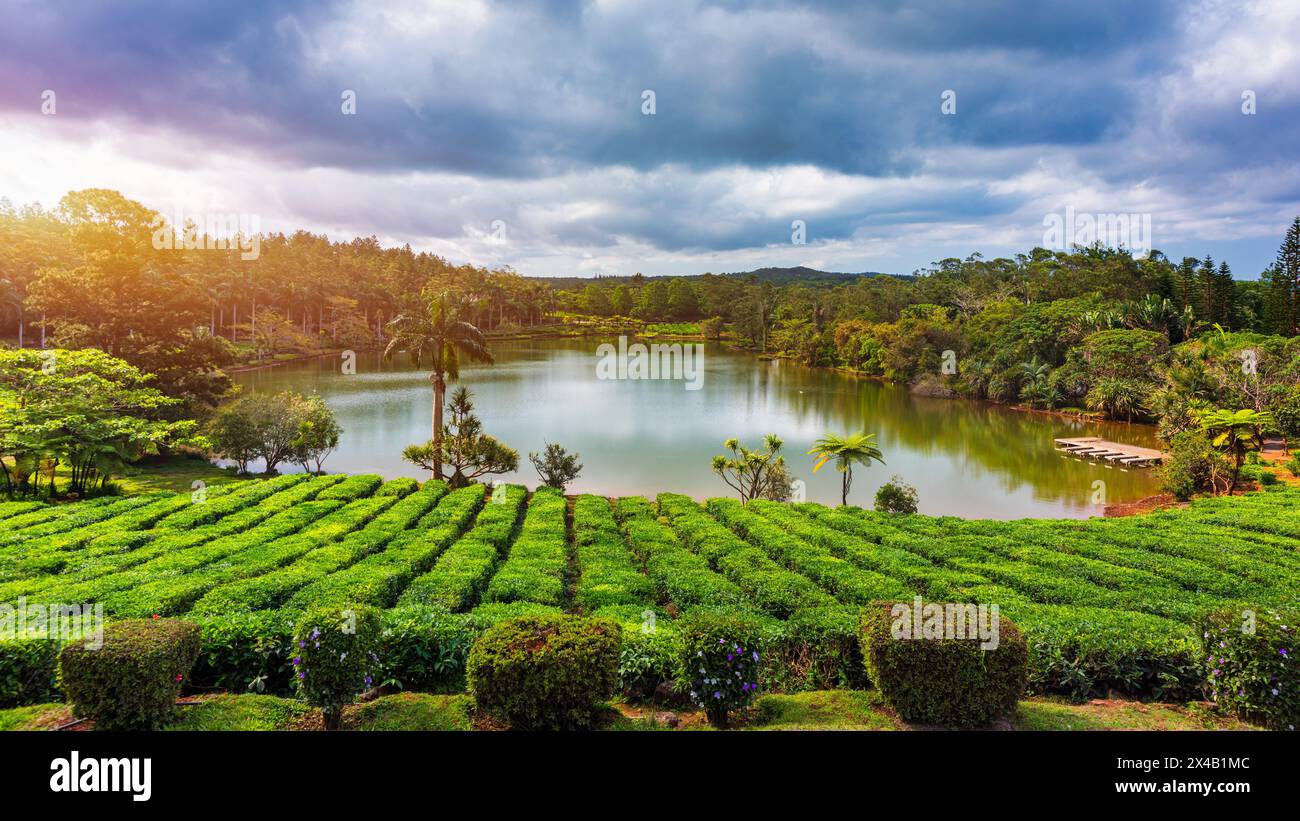 Lac dans les plus grandes plantations de thé bois Cheri sur l'île Maurice. Panorama de la plantation de thé populaire de Maurice, bois Cheri, à un merveilleux été Banque D'Images