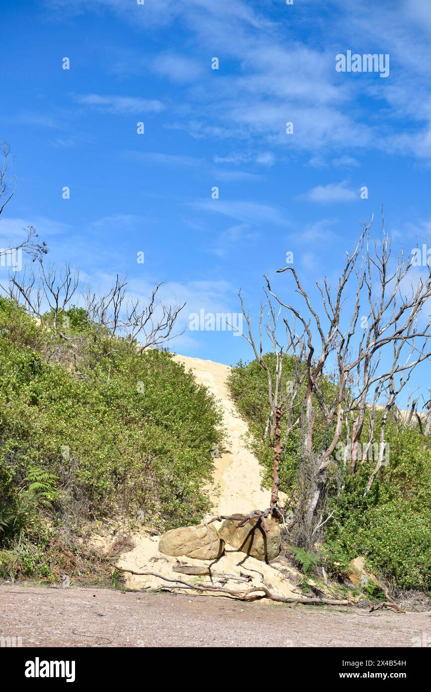 Vastes dunes de sable le long de la côte australienne Banque D'Images