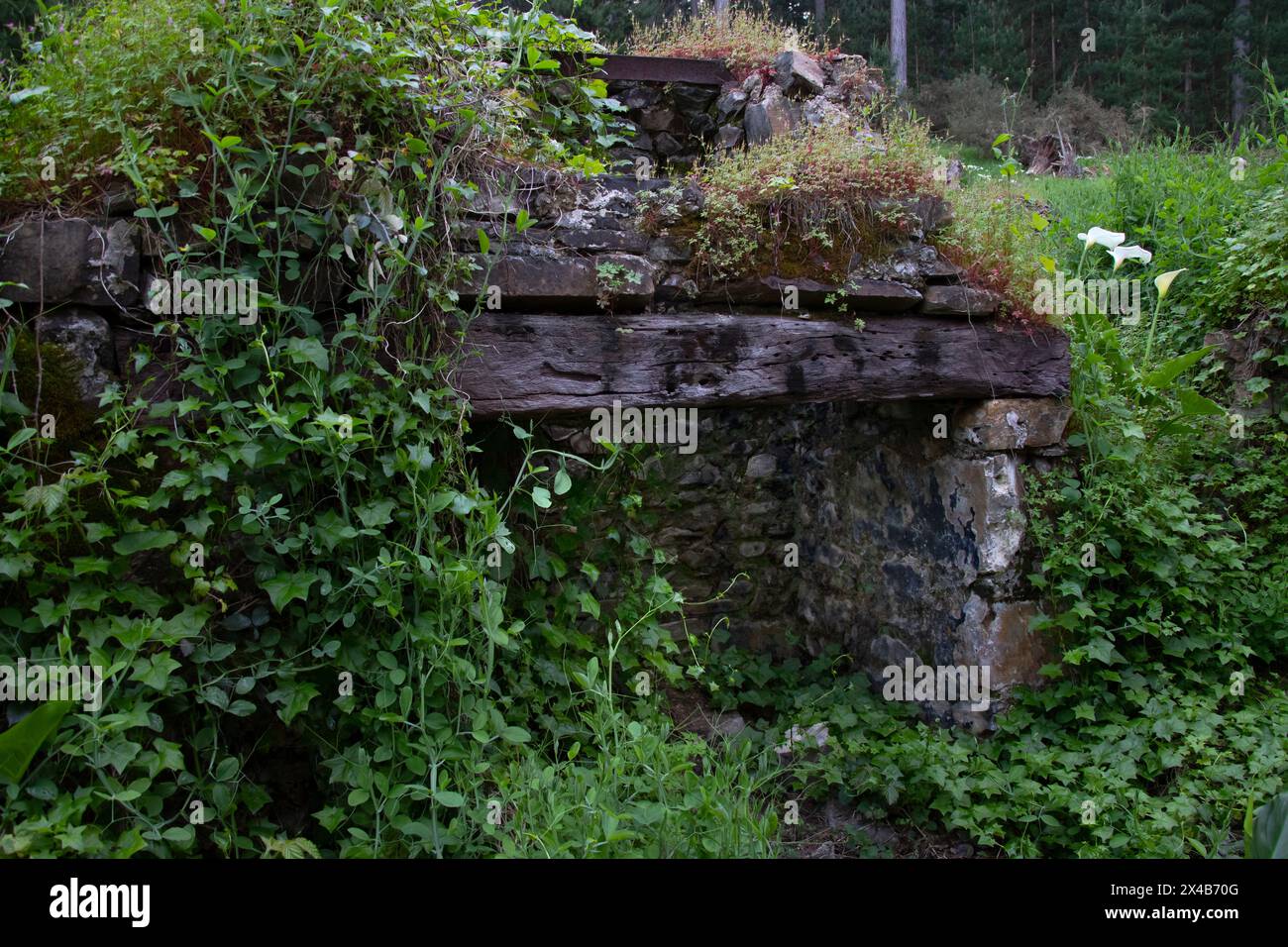 Ruines d'une vieille maison dans une forêt verdoyante, envahie d'herbe, fenêtre vide, puissance de la nature Banque D'Images