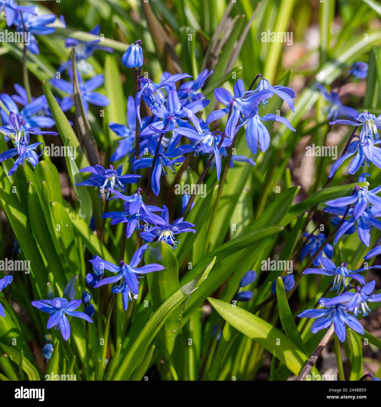 Siberian Squill, Rysk blåsjärna (Scilla siberica) Banque D'Images