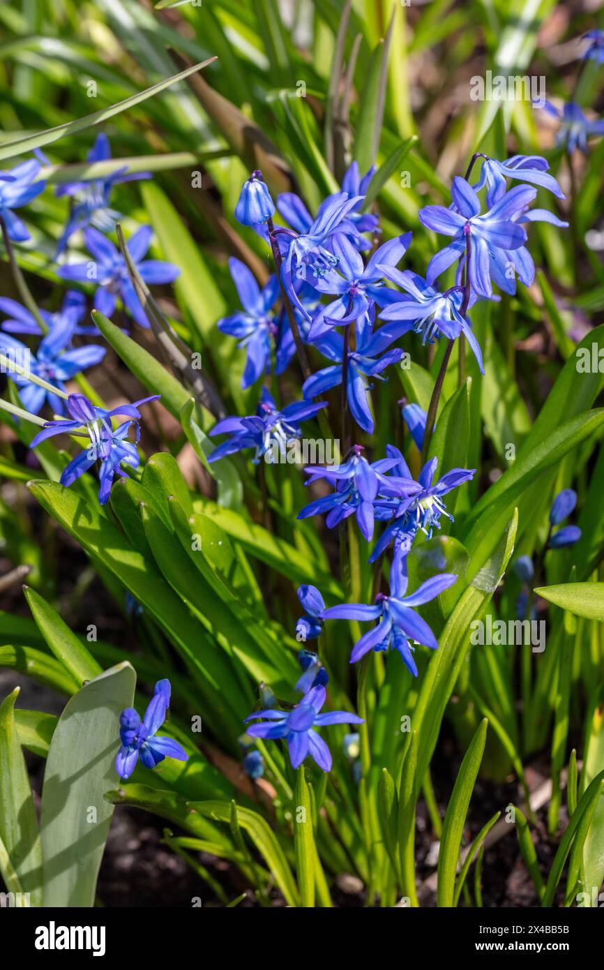 Siberian Squill, Rysk blåsjärna (Scilla siberica) Banque D'Images