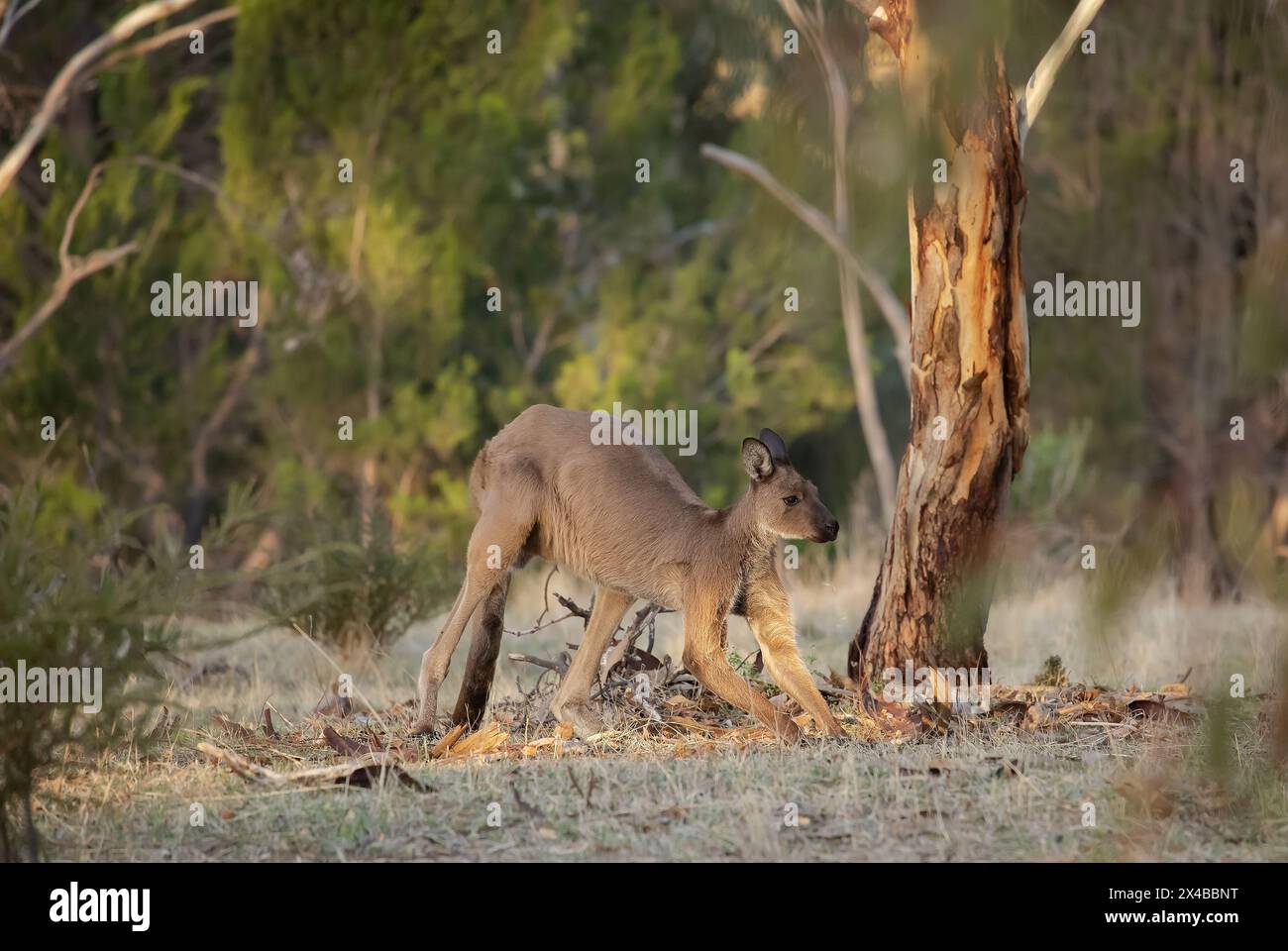 Un gros kangourou sauvage pèle sous les arbres Banque D'Images